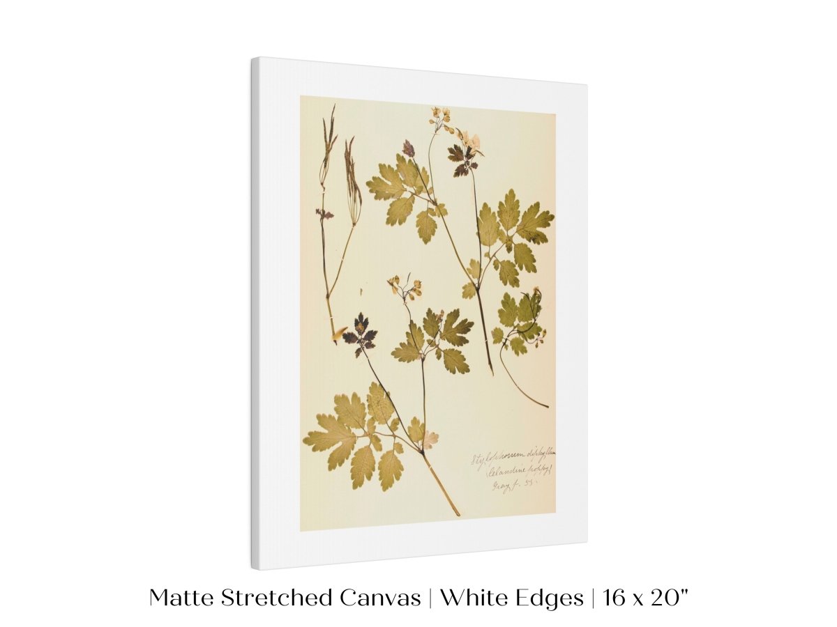 Pressed Flower Art Print | Celandine Poppy | P430 - Single Art Prints - Piccolo Fiore Prints