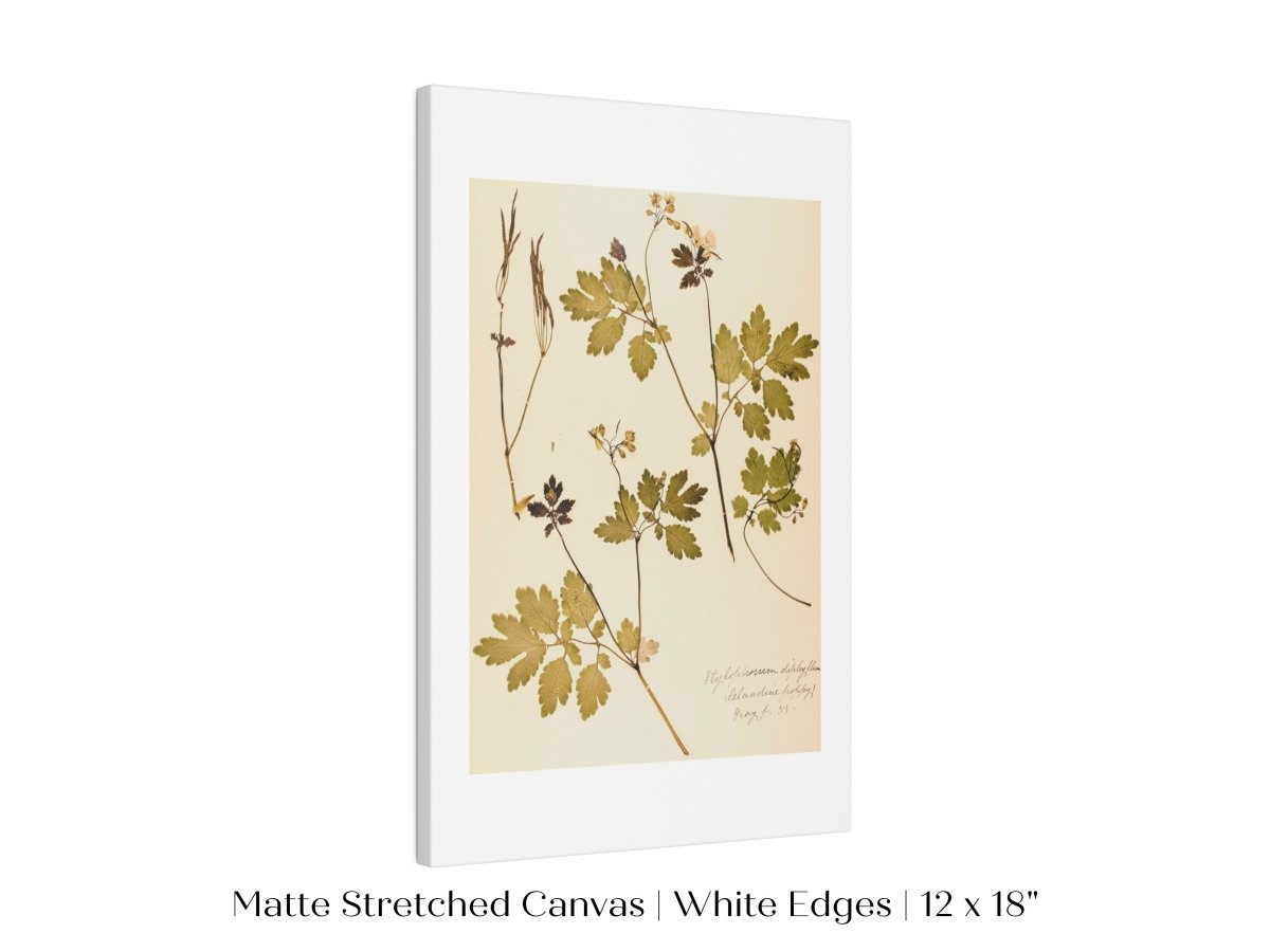 Pressed Flower Art Print | Celandine Poppy | P430 - Single Art Prints - Piccolo Fiore Prints