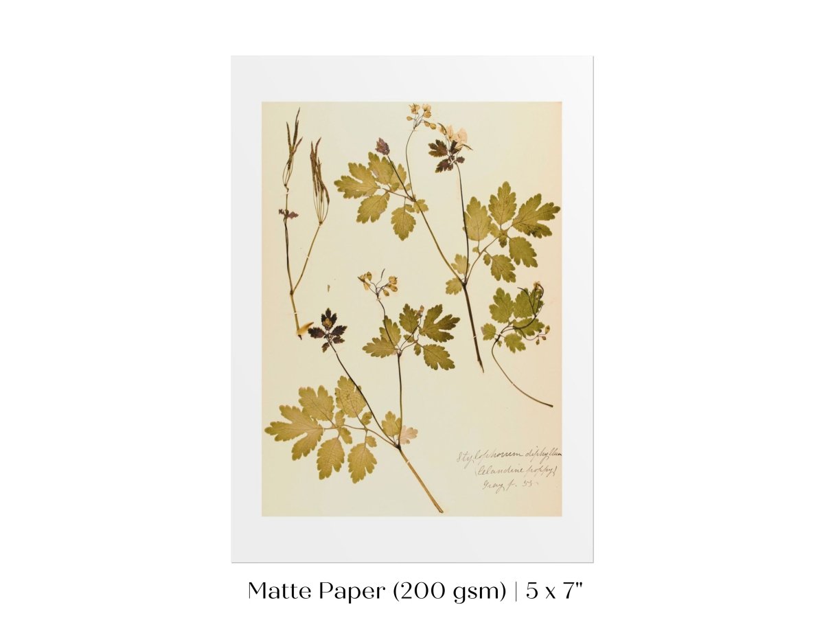 Pressed Flower Art Print | Celandine Poppy | P430 - Single Art Prints - Piccolo Fiore Prints