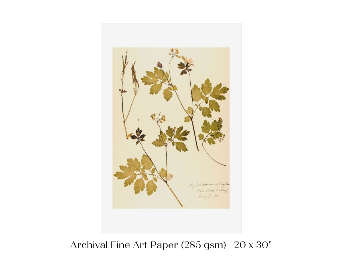 Pressed Flower Art Print | Celandine Poppy | P430 - Single Art Prints - Piccolo Fiore Prints