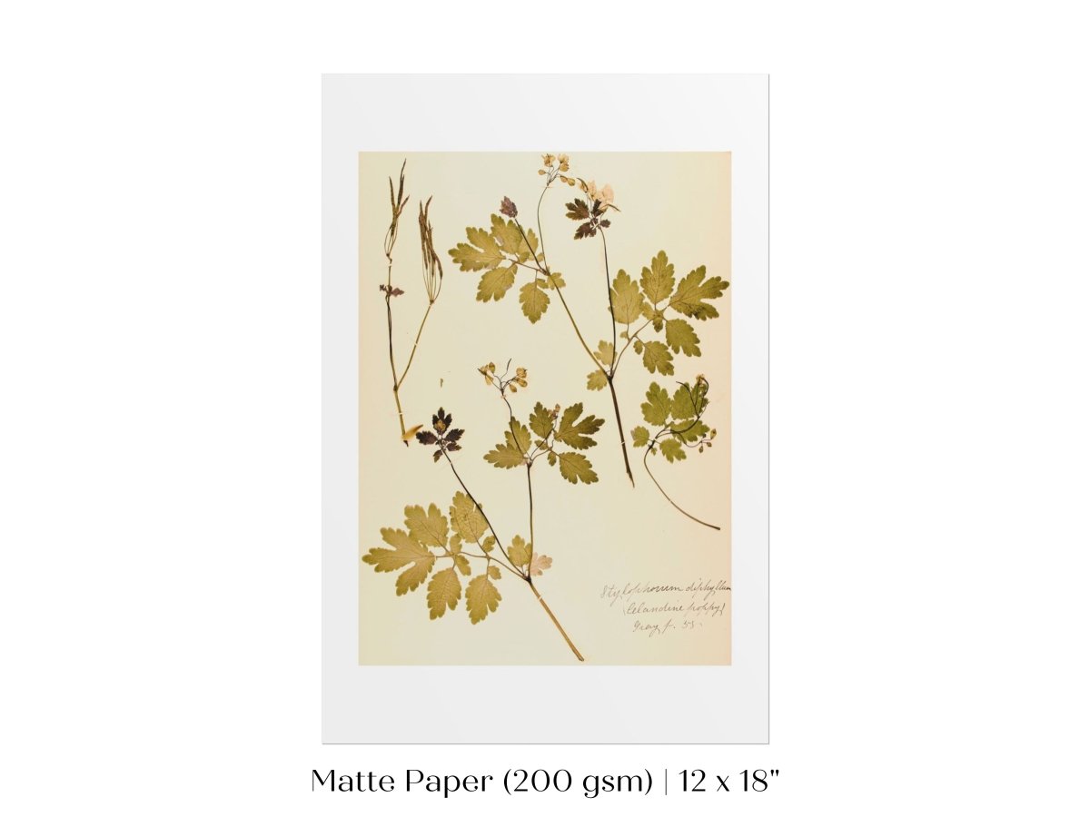 Pressed Flower Art Print | Celandine Poppy | P430 - Single Art Prints - Piccolo Fiore Prints