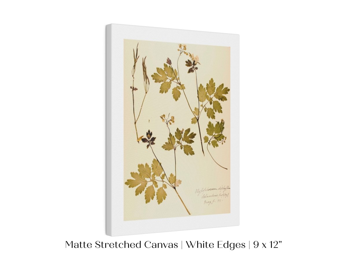 Pressed Flower Art Print | Celandine Poppy | P430 - Single Art Prints - Piccolo Fiore Prints