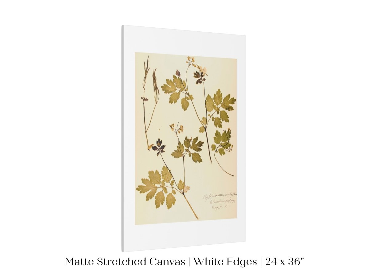 Pressed Flower Art Print | Celandine Poppy | P430 - Single Art Prints - Piccolo Fiore Prints