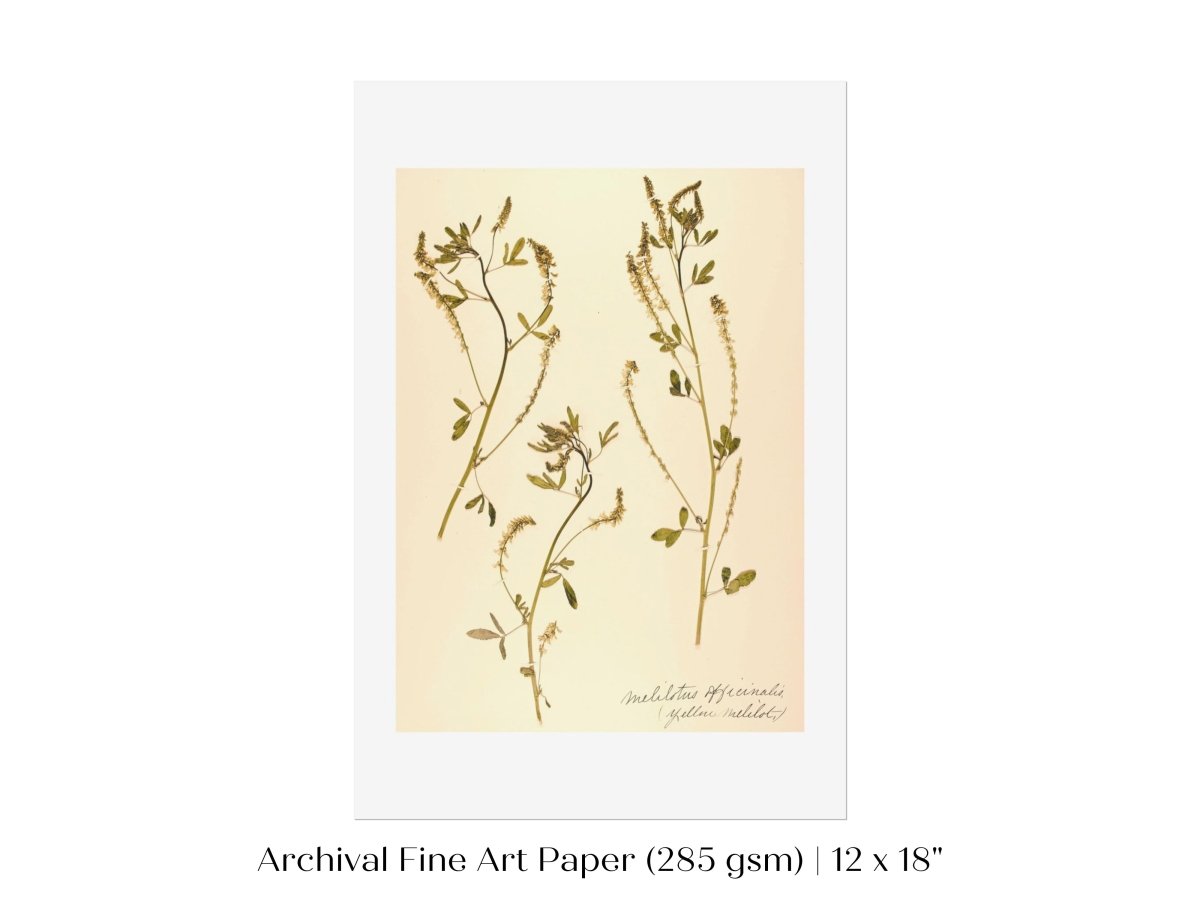 Pressed Flower Art Print | Clover | P435 - Single Art Prints - Piccolo Fiore Prints