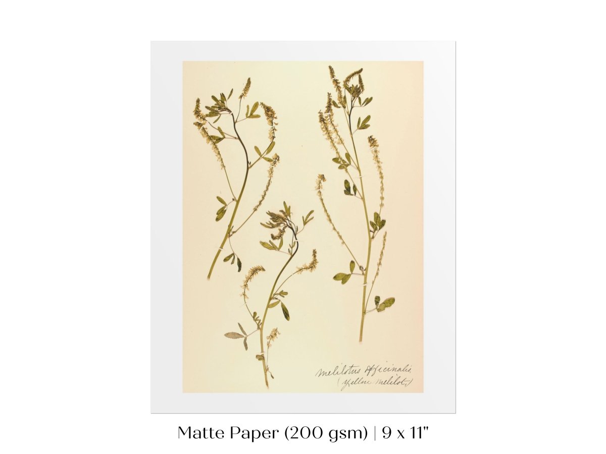 Pressed Flower Art Print | Clover | P435 - Single Art Prints - Piccolo Fiore Prints