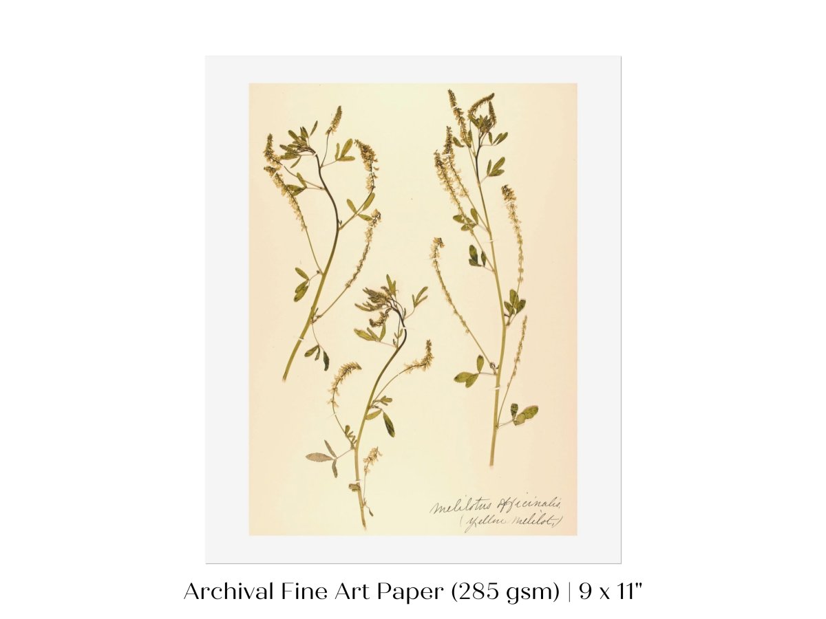 Pressed Flower Art Print | Clover | P435 - Single Art Prints - Piccolo Fiore Prints