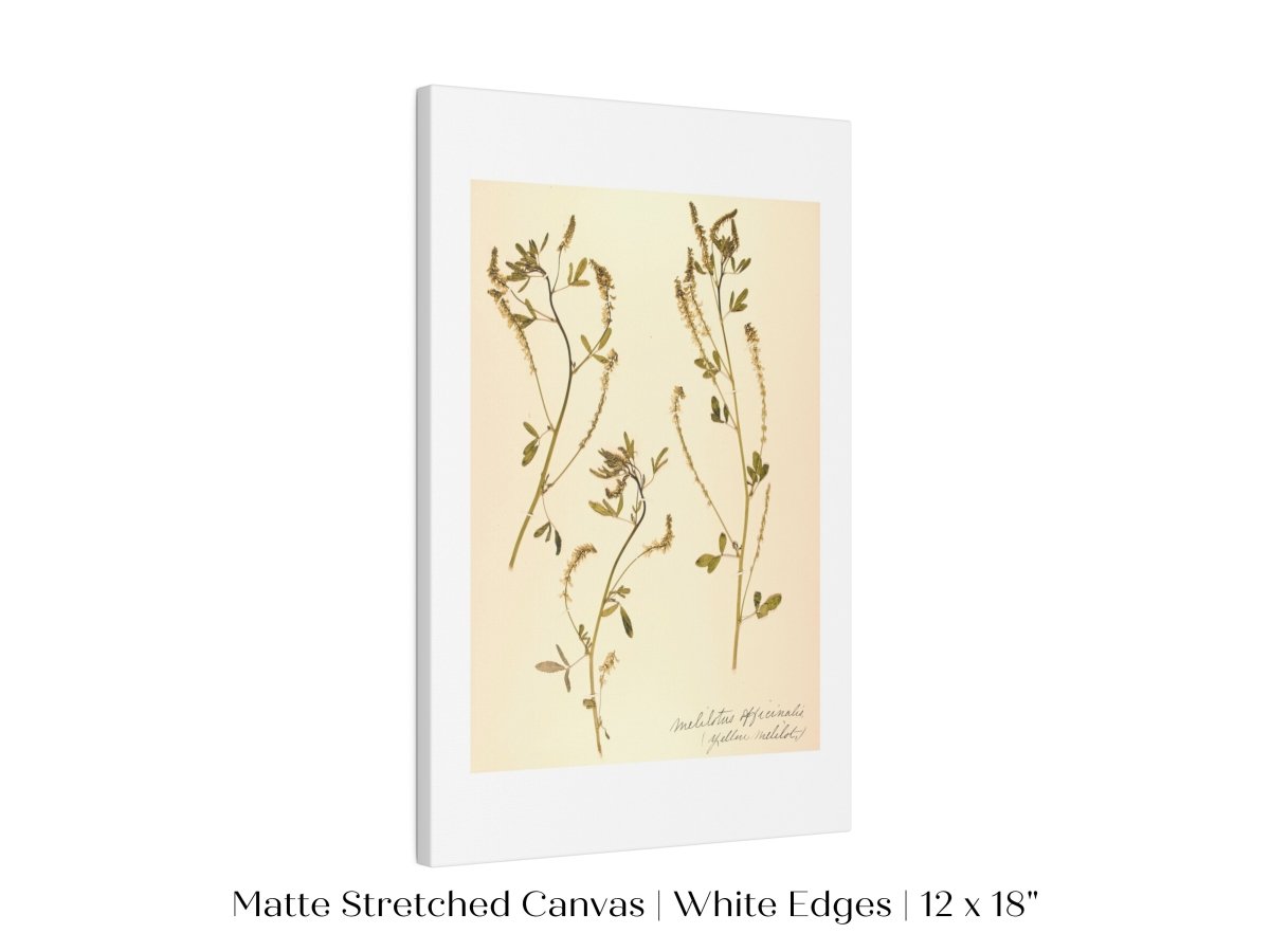 Pressed Flower Art Print | Clover | P435 - Single Art Prints - Piccolo Fiore Prints