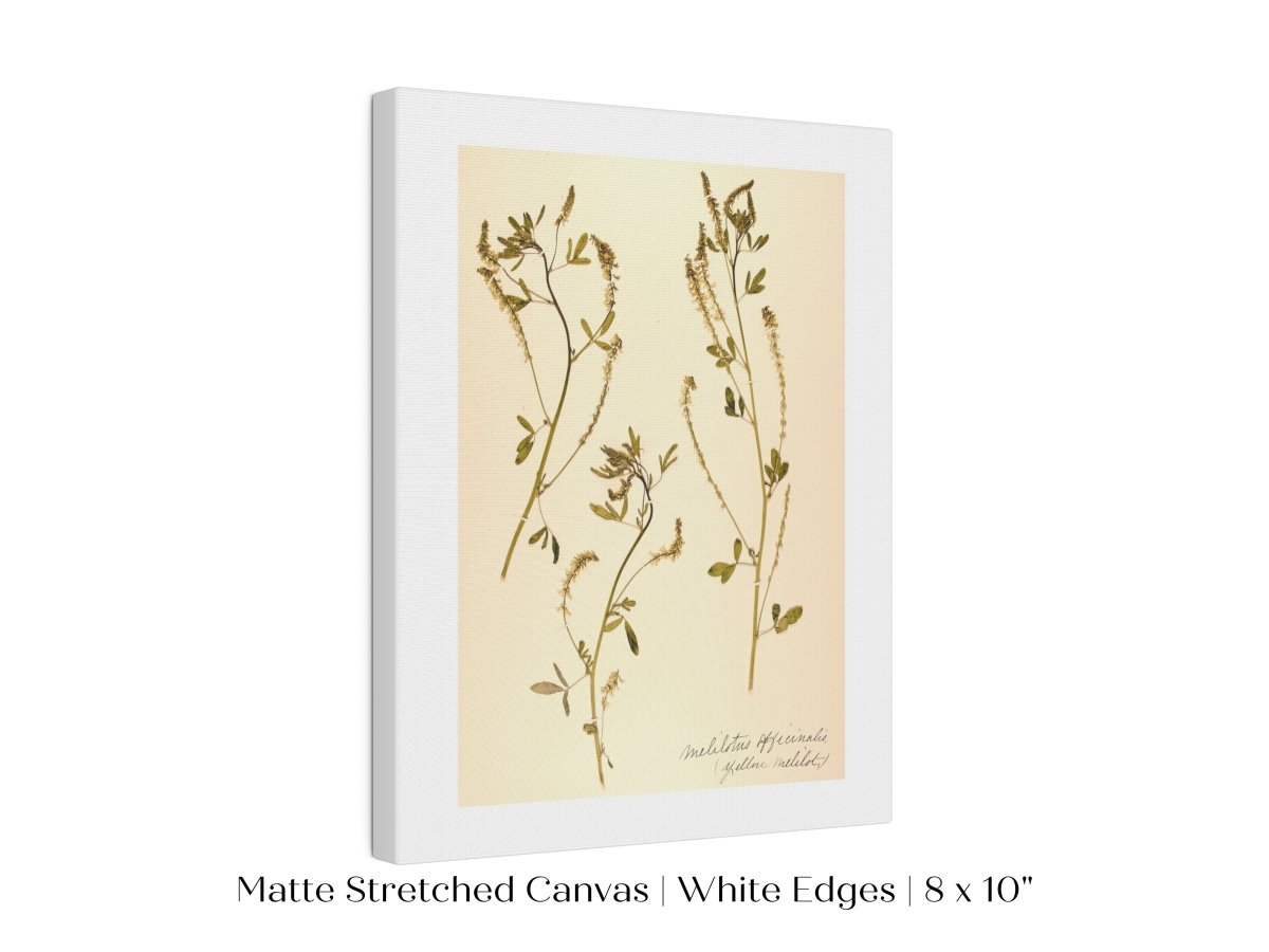 Pressed Flower Art Print | Clover | P435 - Single Art Prints - Piccolo Fiore Prints