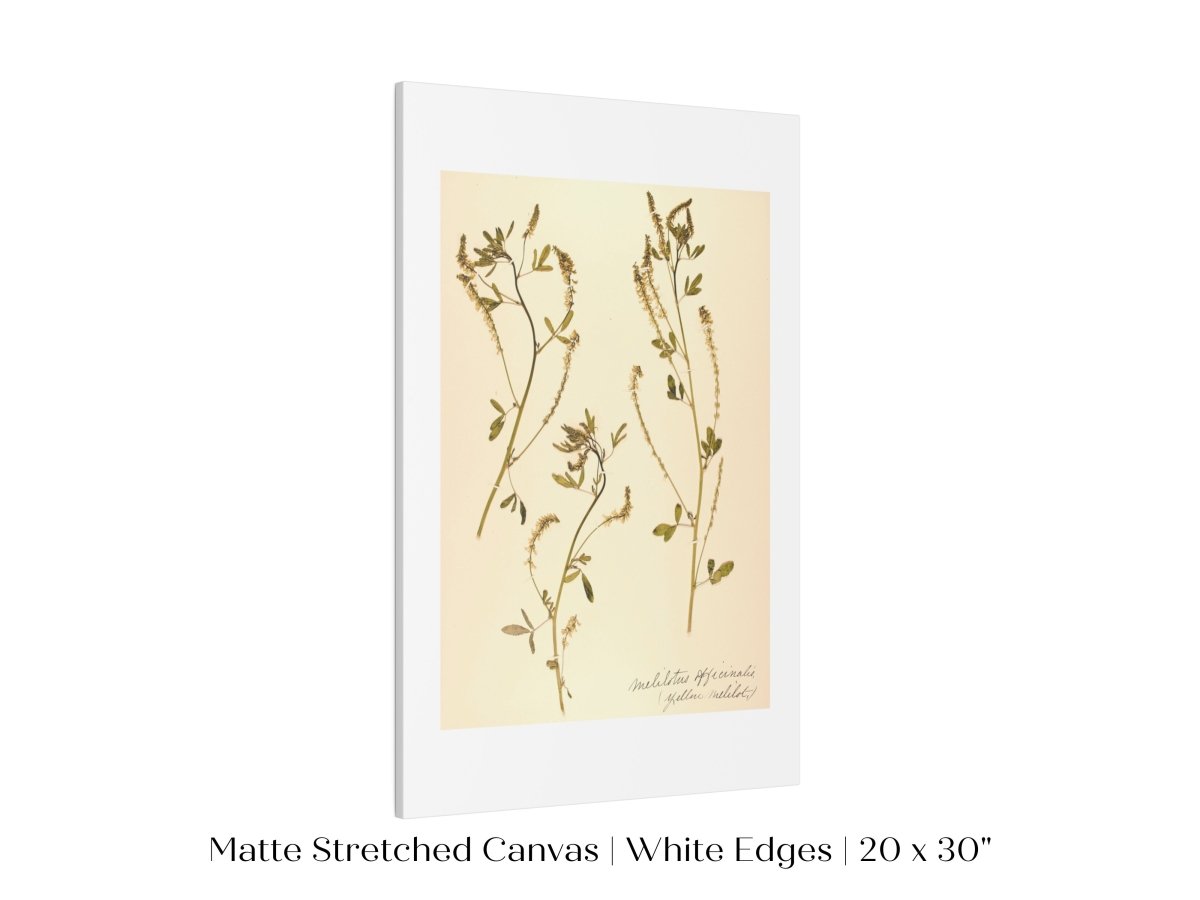 Pressed Flower Art Print | Clover | P435 - Single Art Prints - Piccolo Fiore Prints