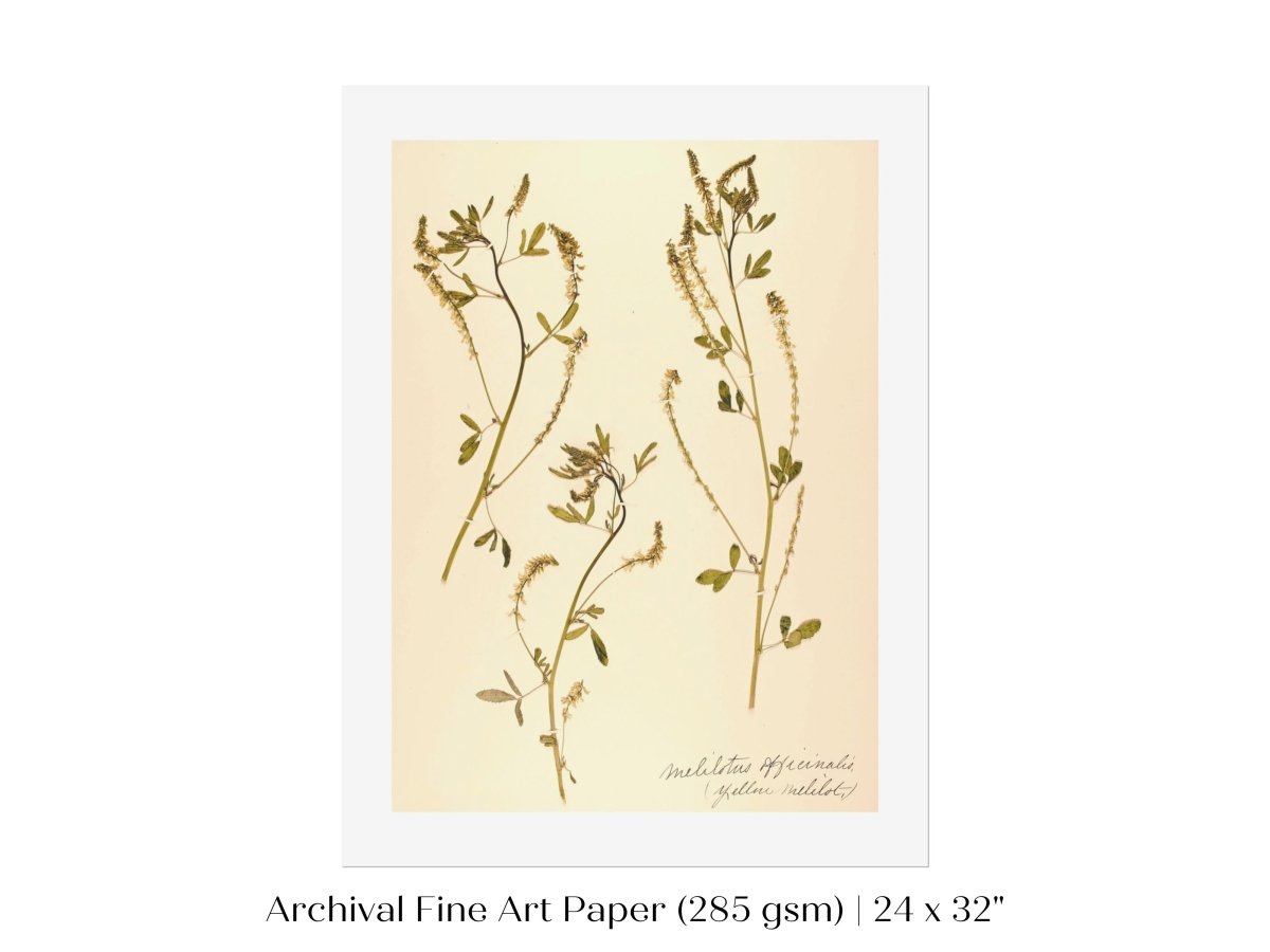 Pressed Flower Art Print | Clover | P435 - Single Art Prints - Piccolo Fiore Prints