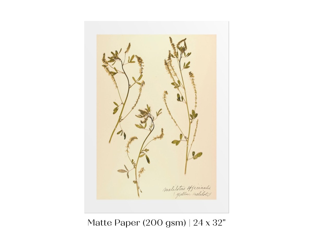 Pressed Flower Art Print | Clover | P435 - Single Art Prints - Piccolo Fiore Prints