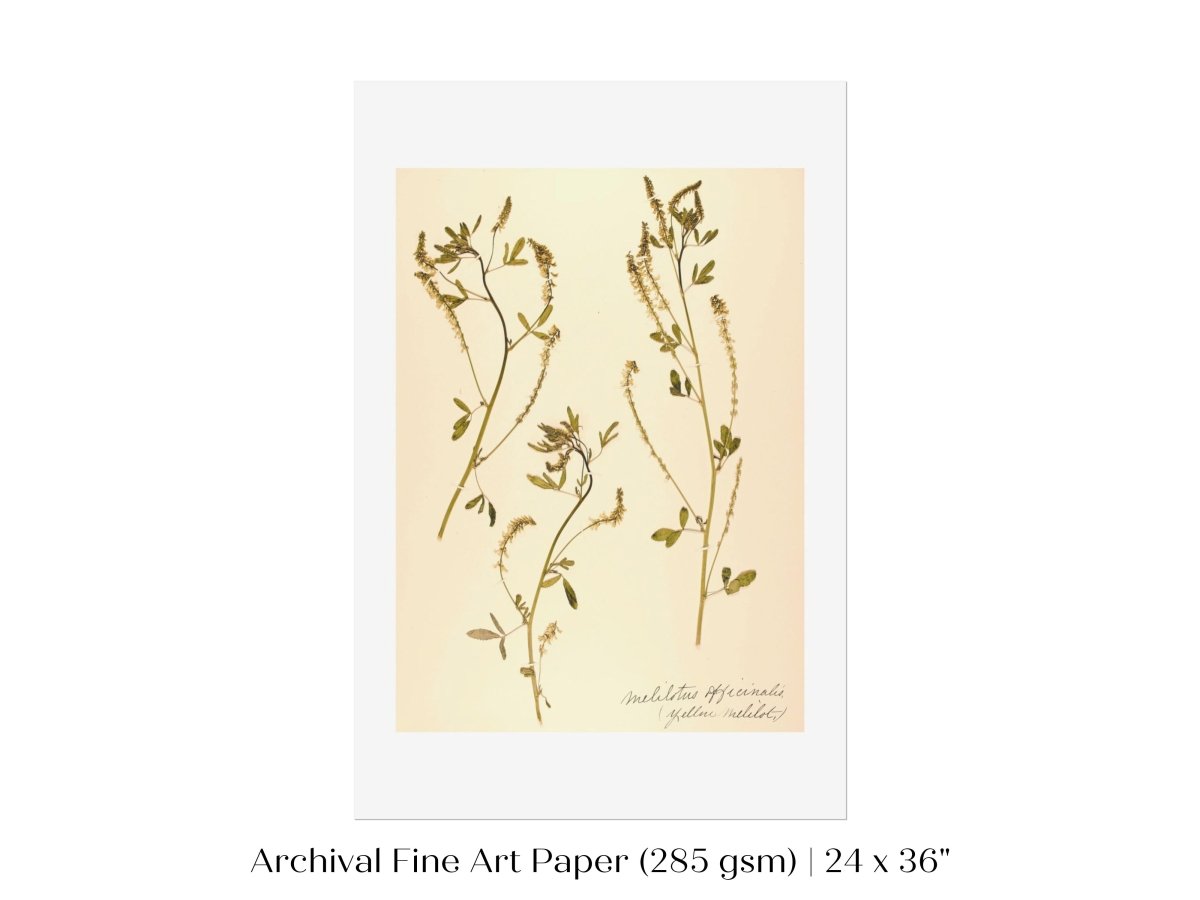 Pressed Flower Art Print | Clover | P435 - Single Art Prints - Piccolo Fiore Prints