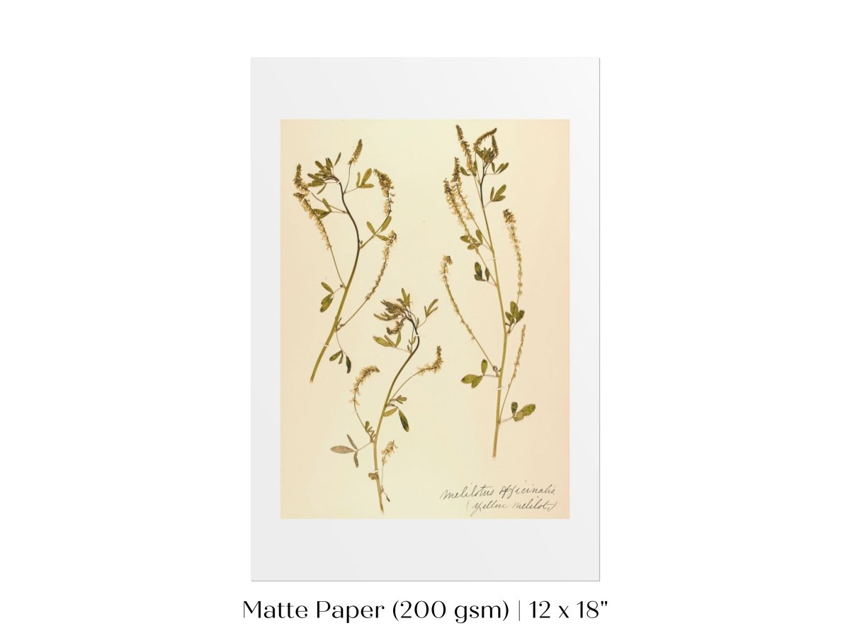 Pressed Flower Art Print | Clover | P435 - Single Art Prints - Piccolo Fiore Prints