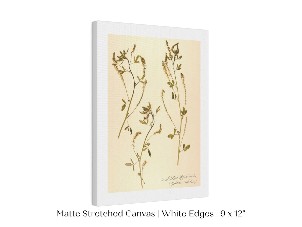 Pressed Flower Art Print | Clover | P435 - Single Art Prints - Piccolo Fiore Prints