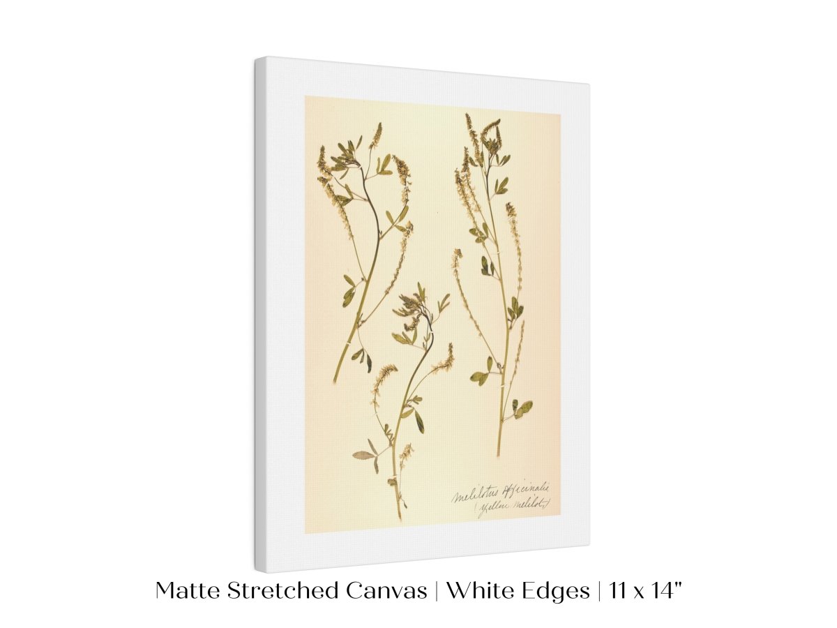 Pressed Flower Art Print | Clover | P435 - Single Art Prints - Piccolo Fiore Prints