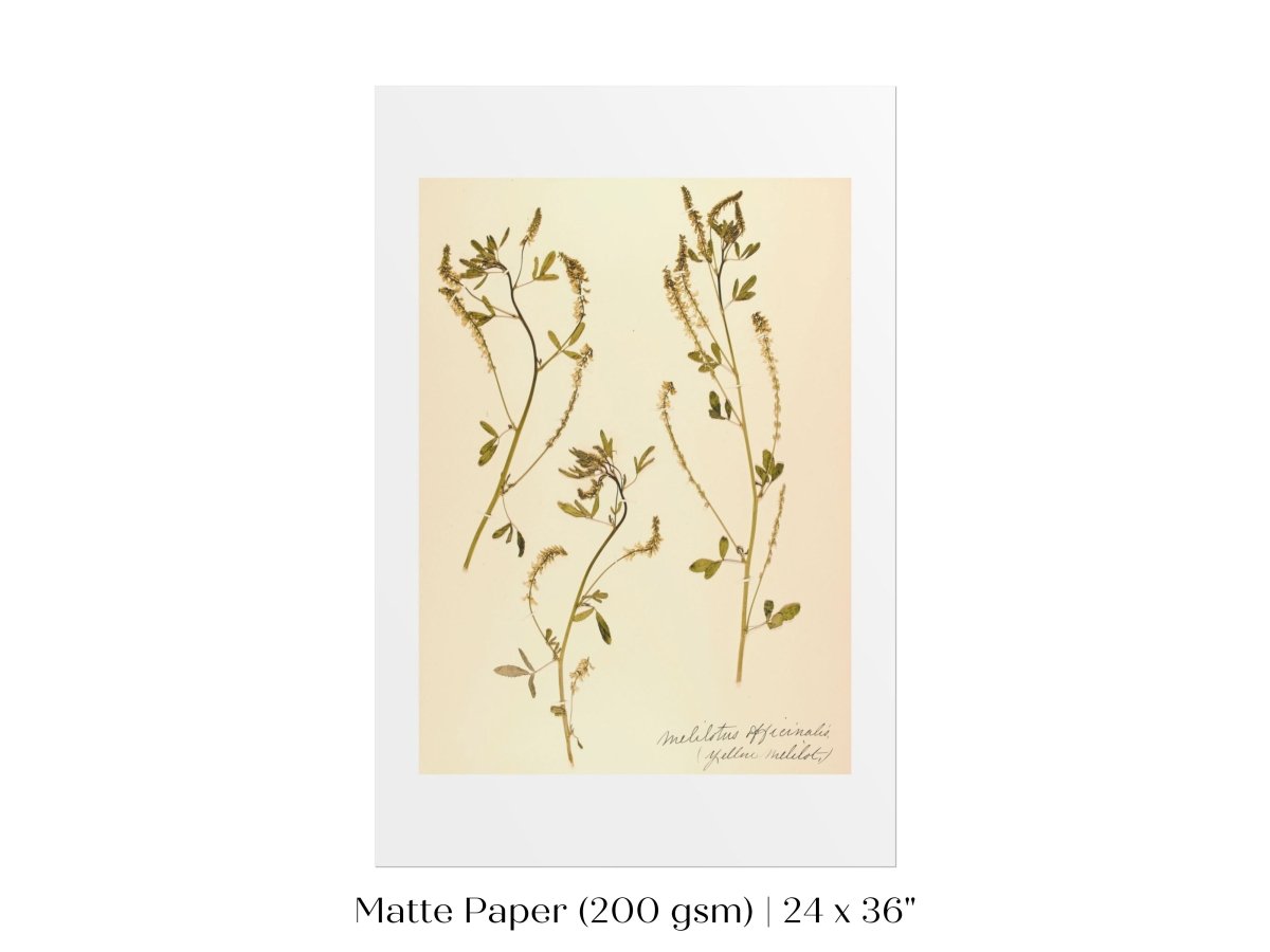 Pressed Flower Art Print | Clover | P435 - Single Art Prints - Piccolo Fiore Prints