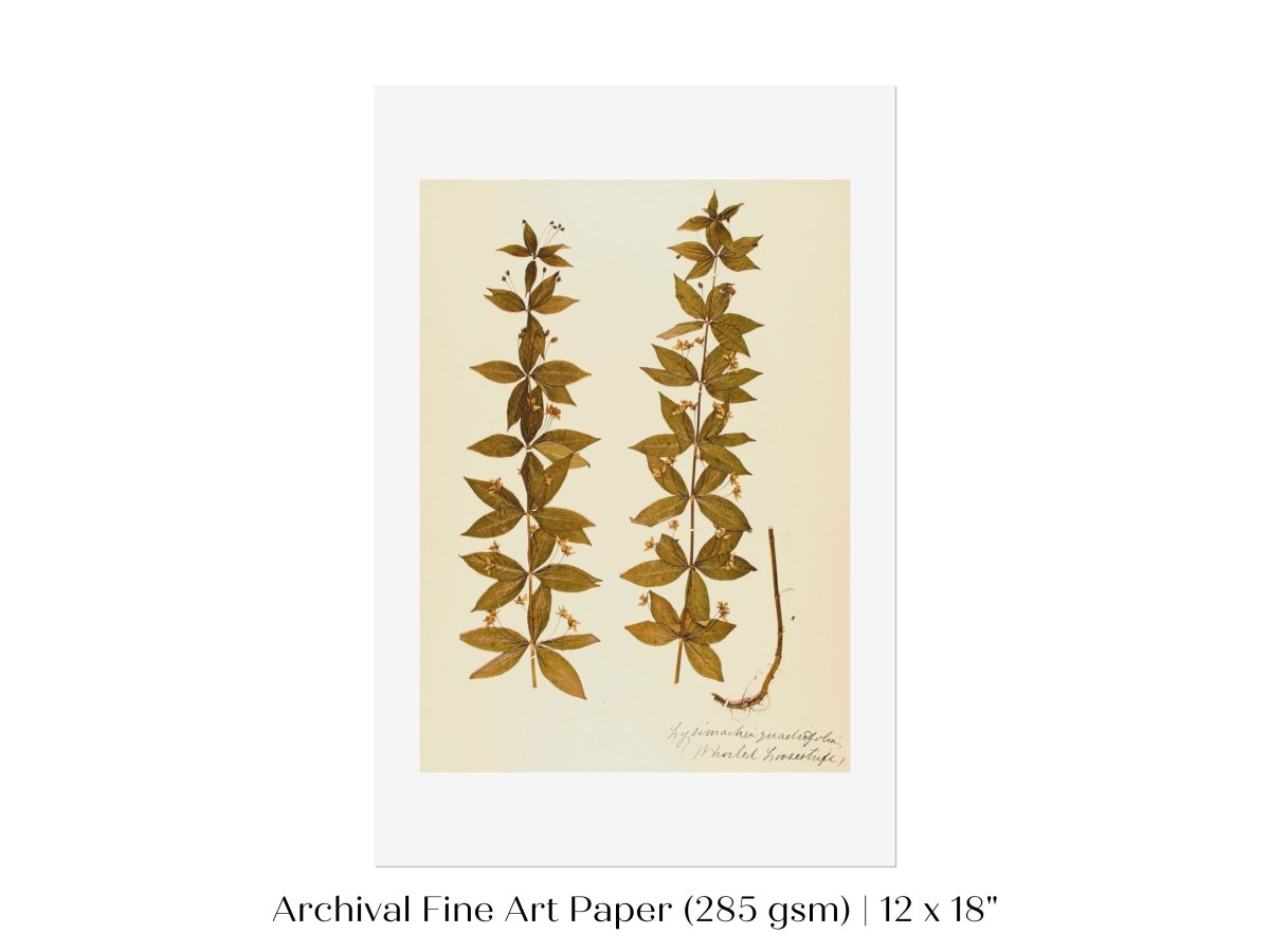 Pressed Flower Art Print | Crosswort | P432 - Single Art Prints - Piccolo Fiore Prints