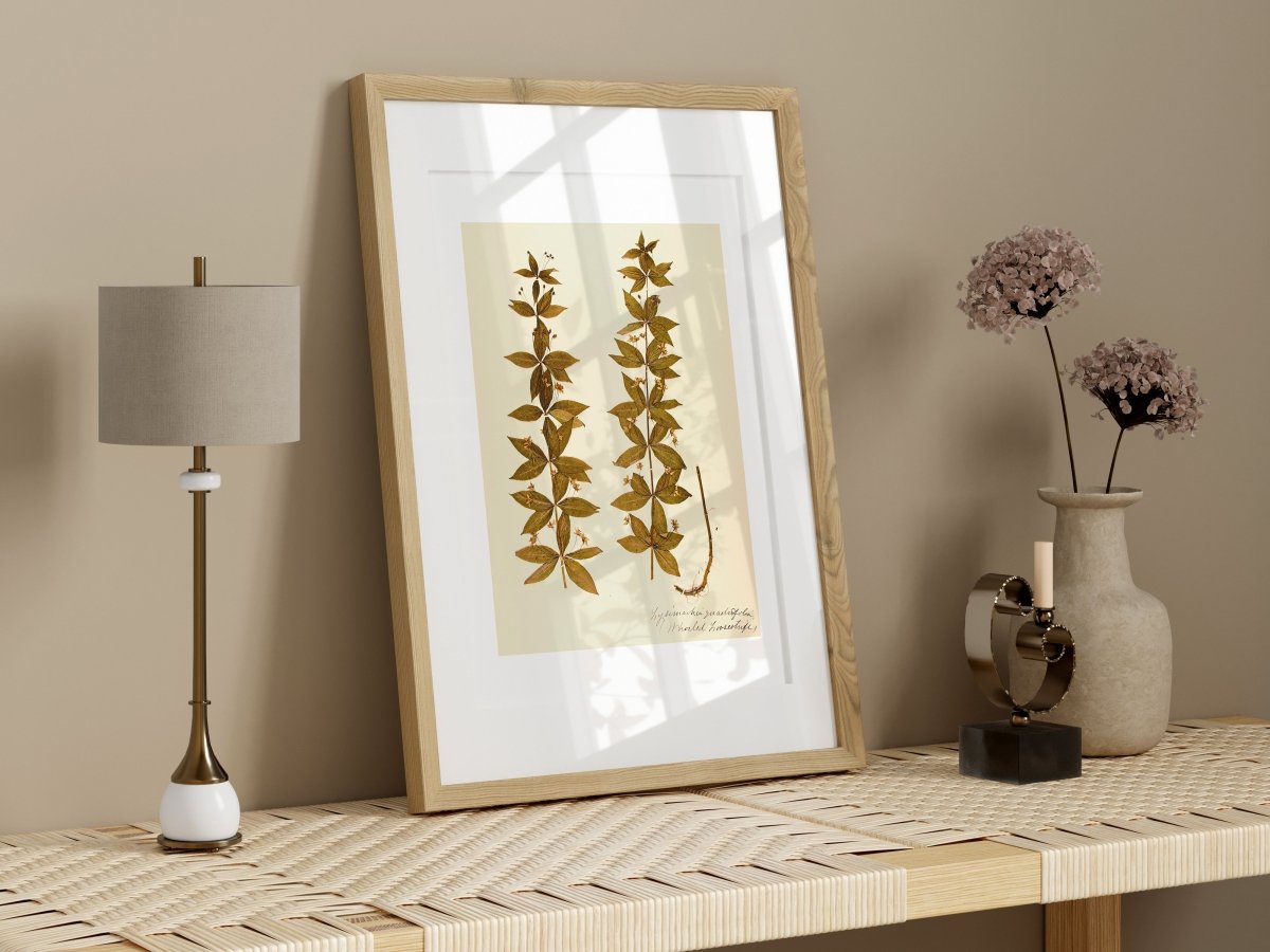 Pressed Flower Art Print | Crosswort | P432 - Single Art Prints - Piccolo Fiore Prints
