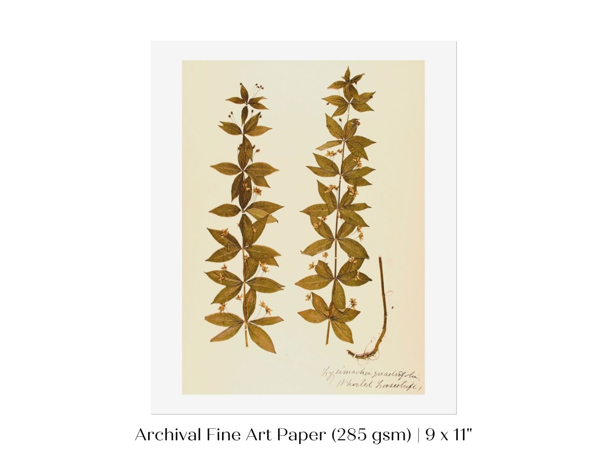 Pressed Flower Art Print | Crosswort | P432 - Single Art Prints - Piccolo Fiore Prints
