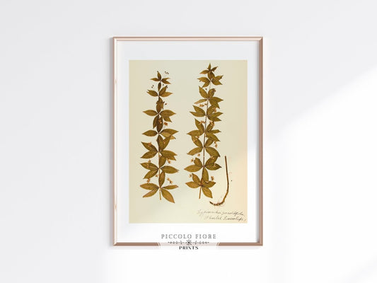 Pressed Flower Art Print | Crosswort | P432 - Single Art Prints - Piccolo Fiore Prints