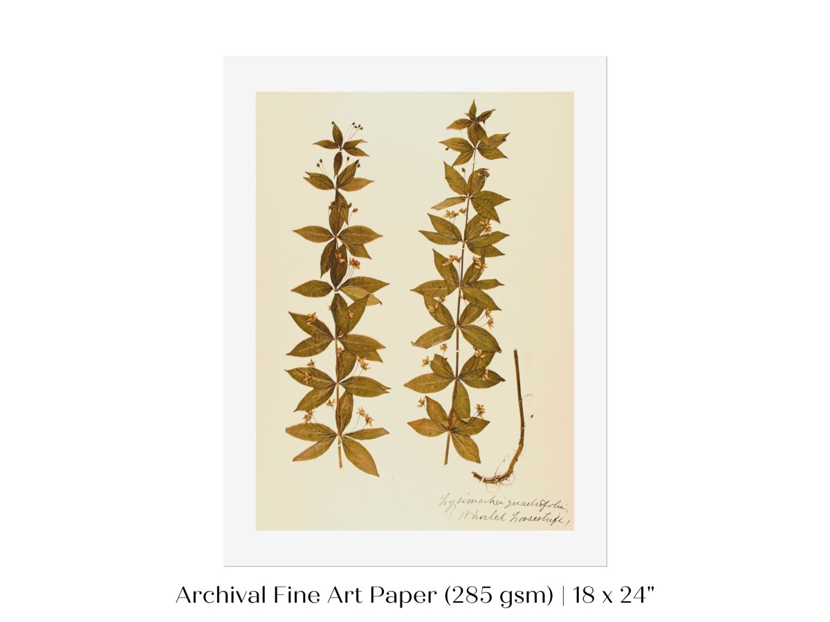 Pressed Flower Art Print | Crosswort | P432 - Single Art Prints - Piccolo Fiore Prints