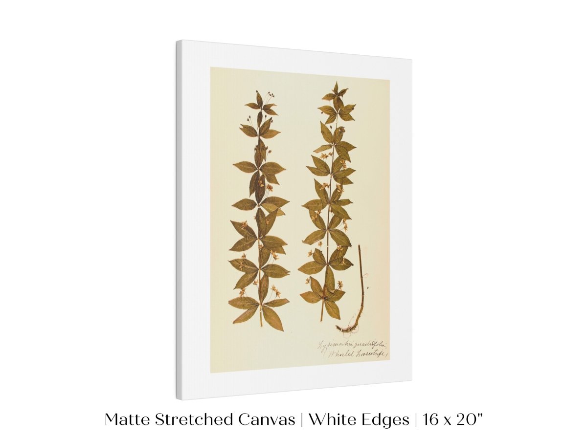 Pressed Flower Art Print | Crosswort | P432 - Single Art Prints - Piccolo Fiore Prints