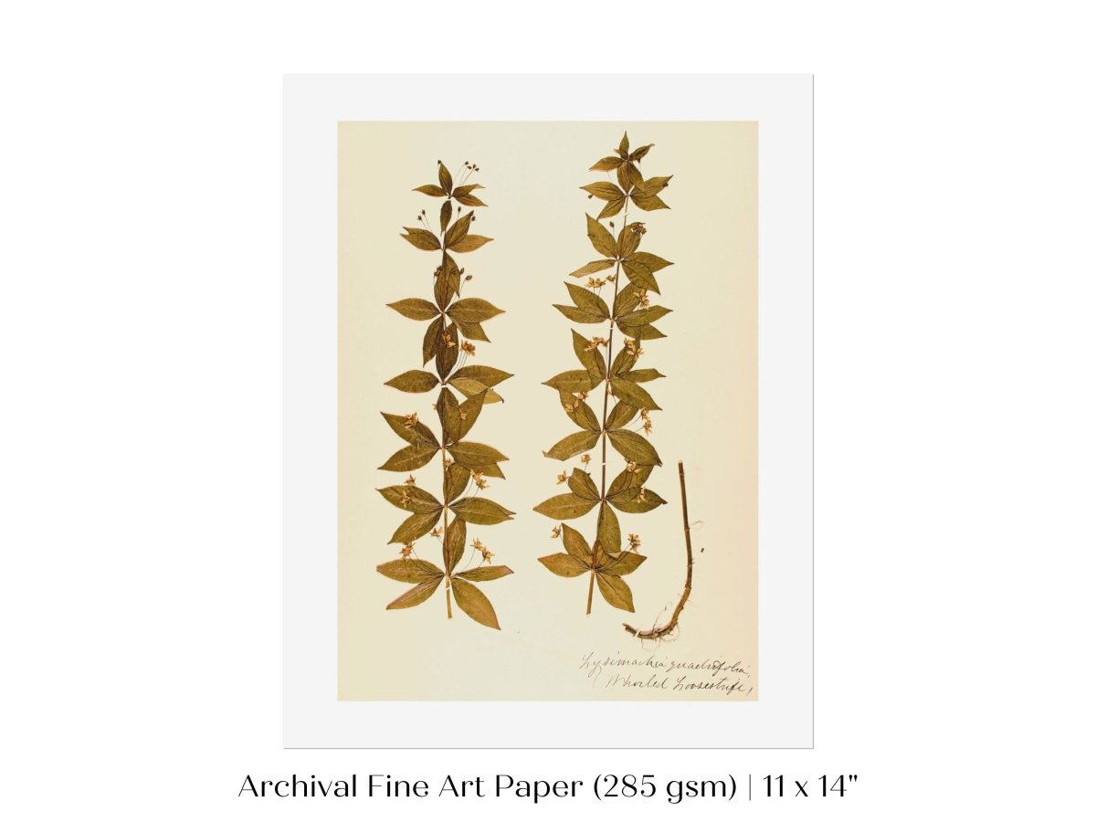 Pressed Flower Art Print | Crosswort | P432 - Single Art Prints - Piccolo Fiore Prints