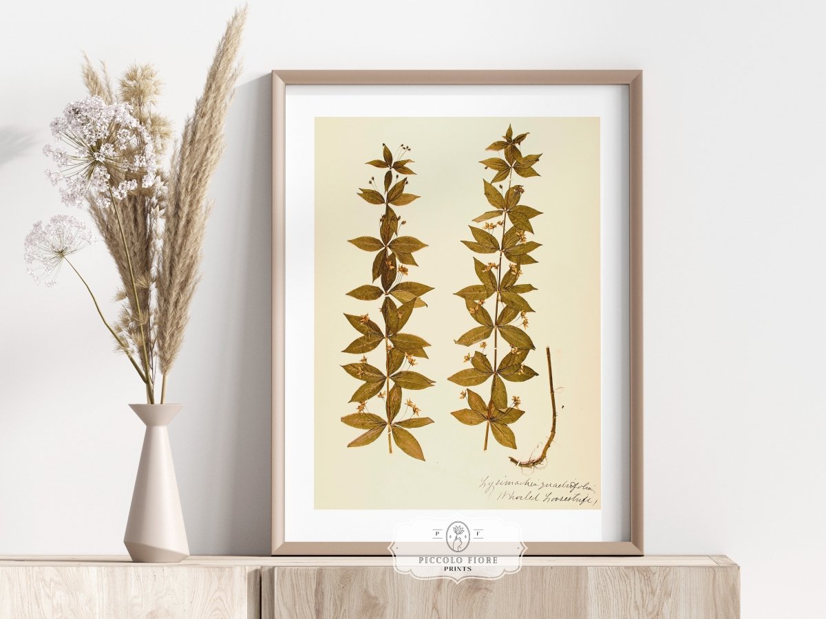 Pressed Flower Art Print | Crosswort | P432 - Single Art Prints - Piccolo Fiore Prints
