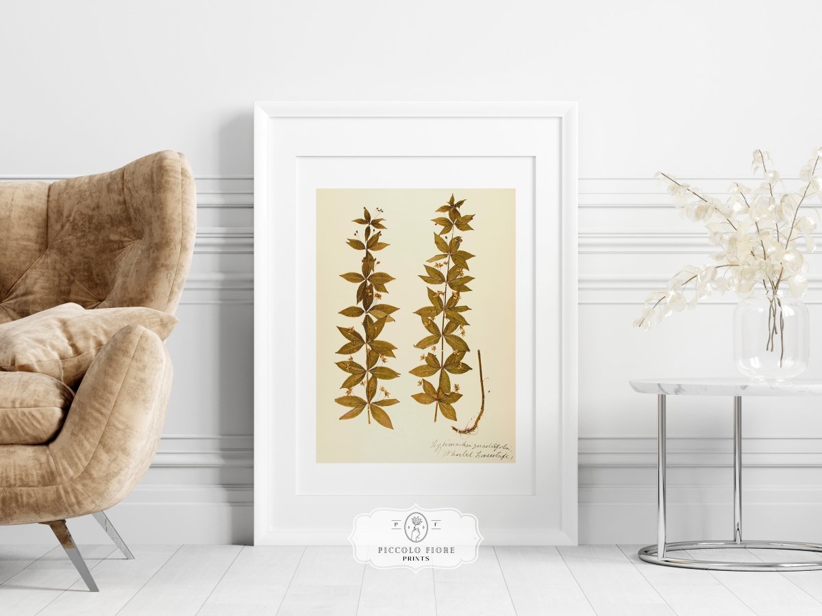 Pressed Flower Art Print | Crosswort | P432 - Single Art Prints - Piccolo Fiore Prints