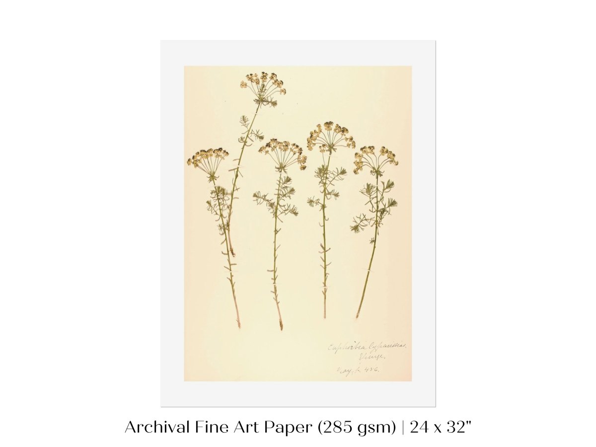 Pressed Flower Art Print | Euphorbia | P431 - Single Art Prints - Piccolo Fiore Prints