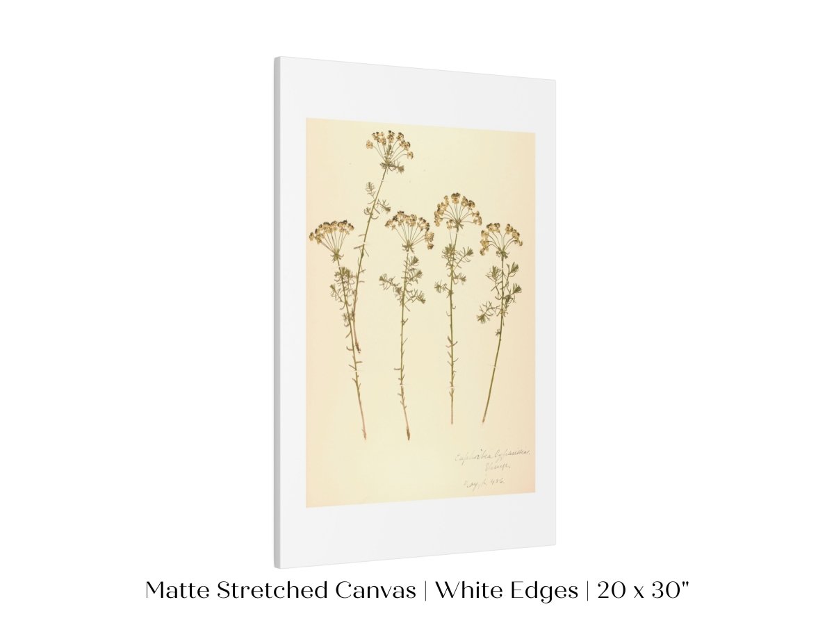 Pressed Flower Art Print | Euphorbia | P431 - Single Art Prints - Piccolo Fiore Prints
