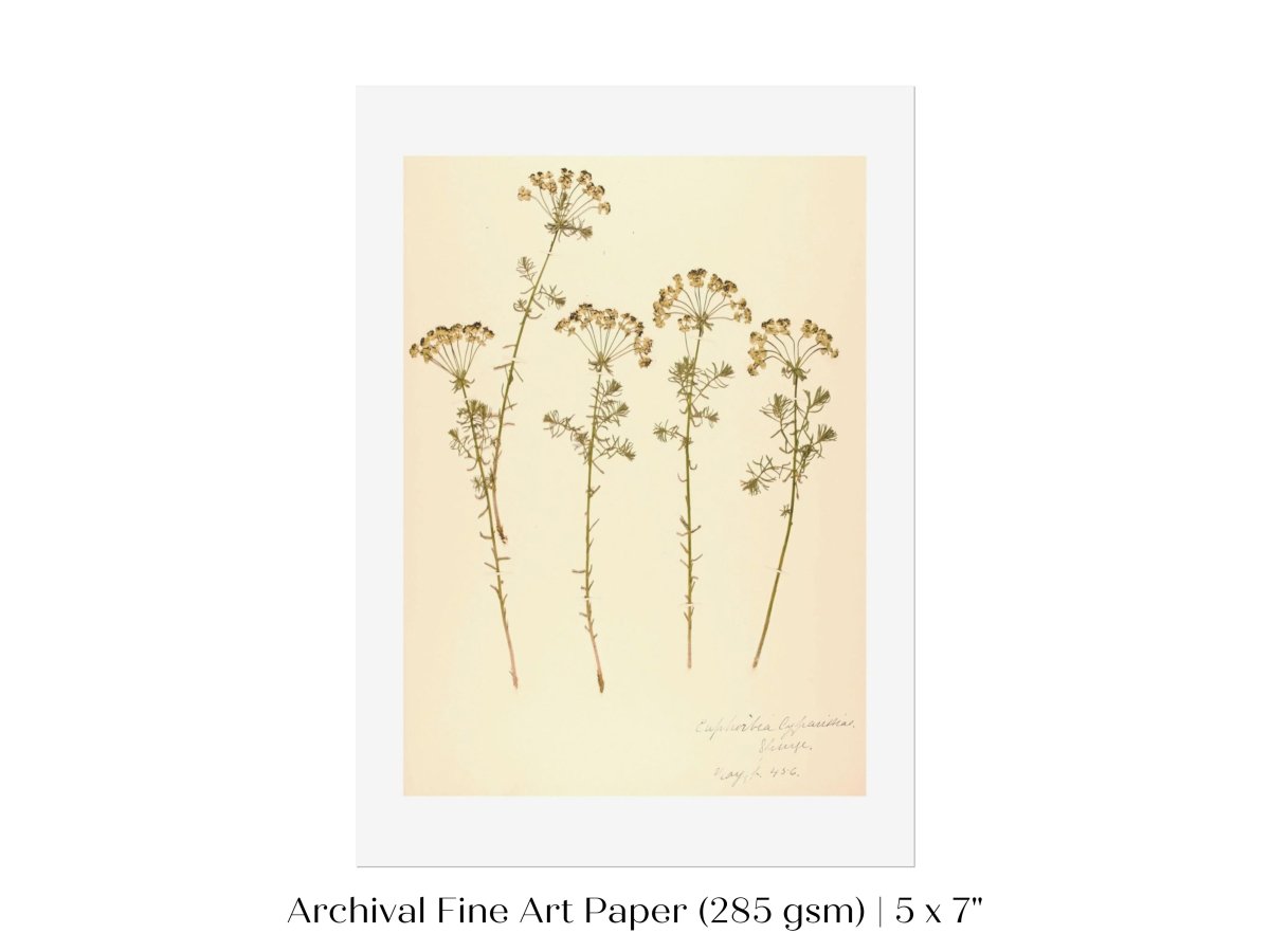 Pressed Flower Art Print | Euphorbia | P431 - Single Art Prints - Piccolo Fiore Prints