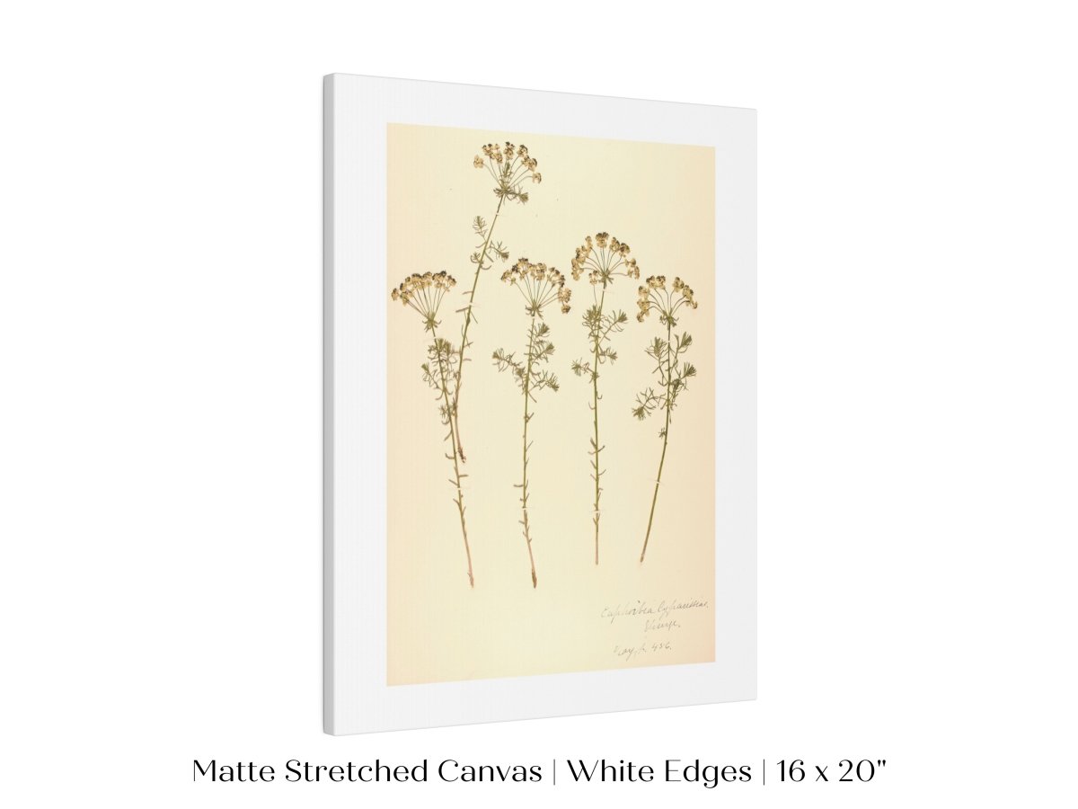 Pressed Flower Art Print | Euphorbia | P431 - Single Art Prints - Piccolo Fiore Prints