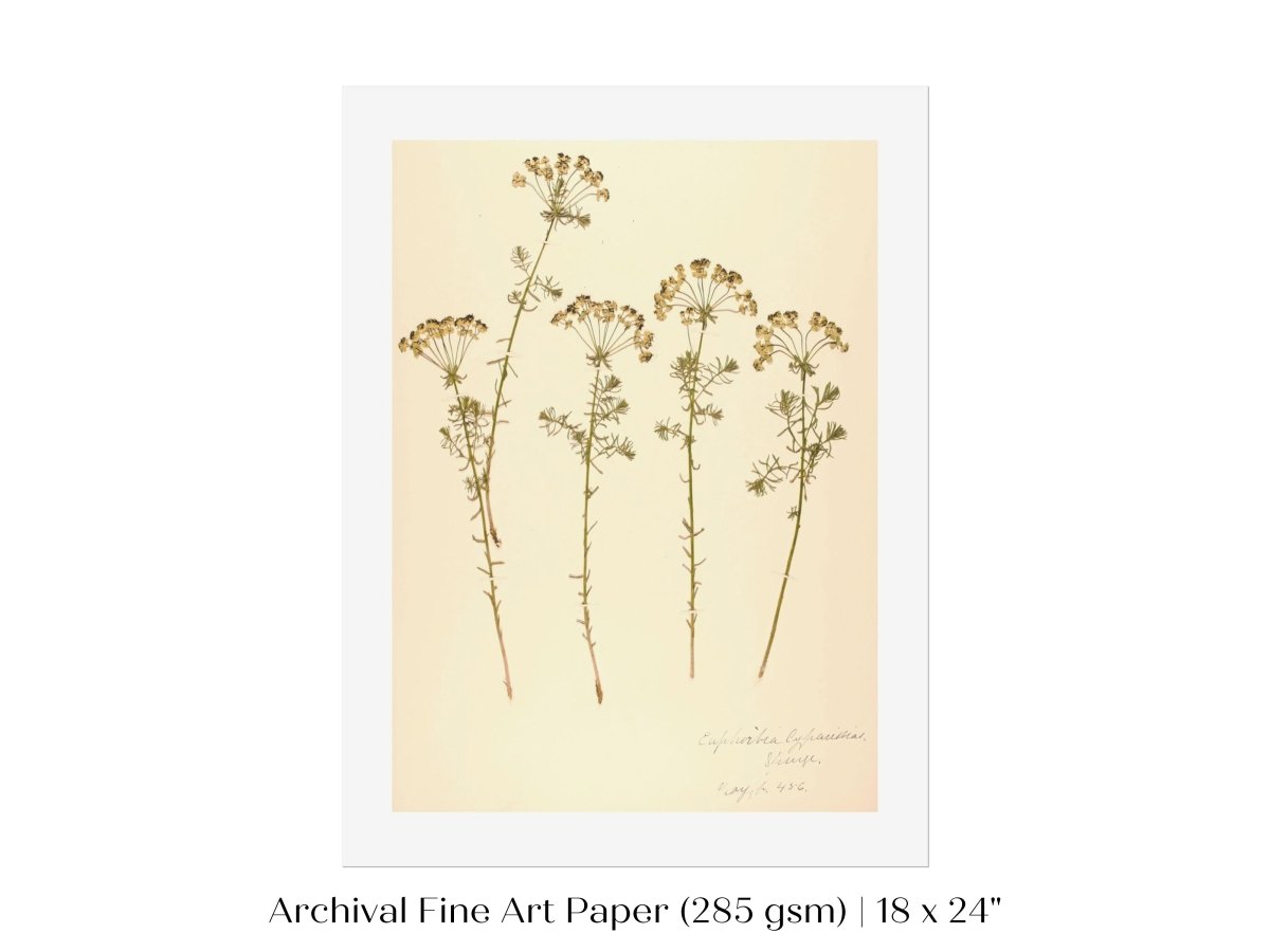 Pressed Flower Art Print | Euphorbia | P431 - Single Art Prints - Piccolo Fiore Prints