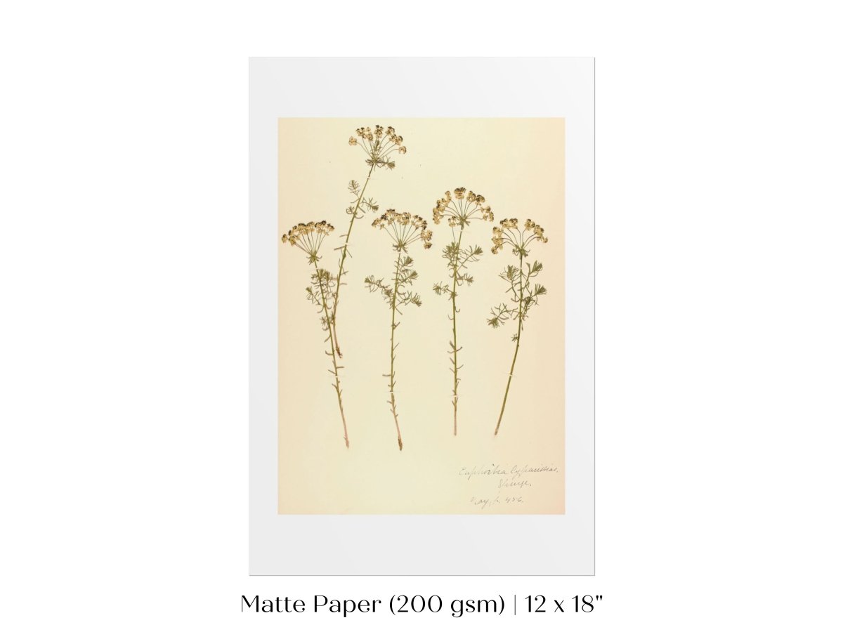 Pressed Flower Art Print | Euphorbia | P431 - Single Art Prints - Piccolo Fiore Prints