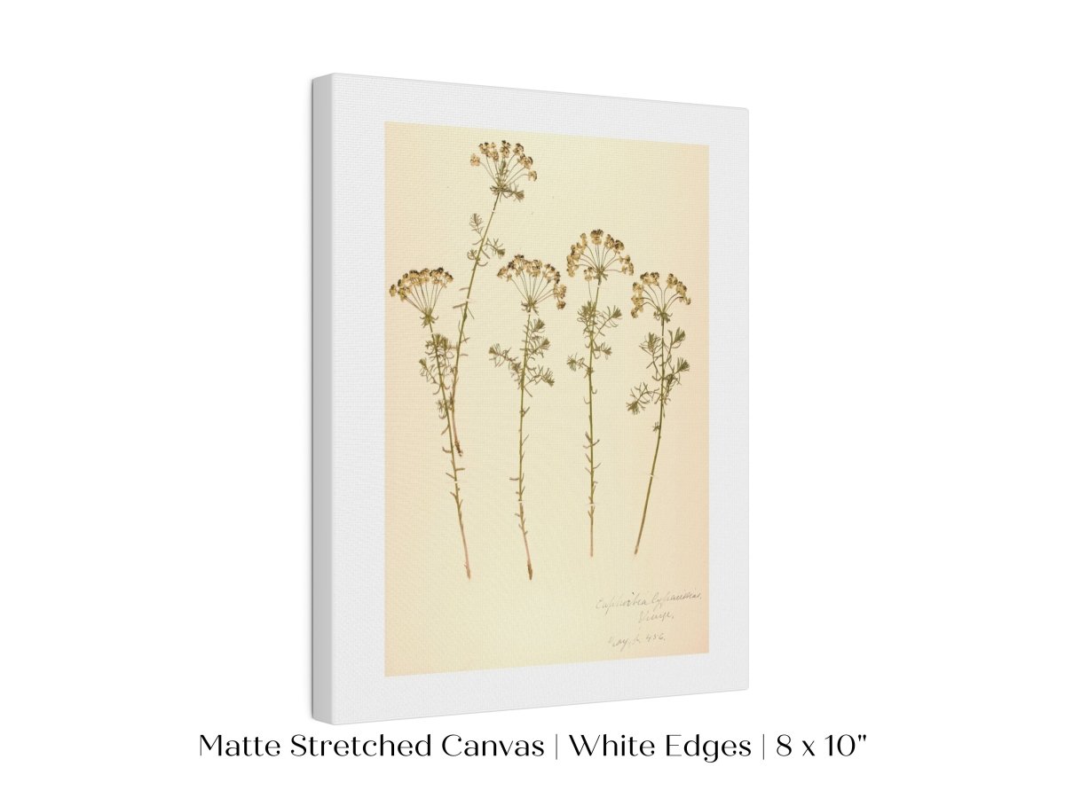 Pressed Flower Art Print | Euphorbia | P431 - Single Art Prints - Piccolo Fiore Prints