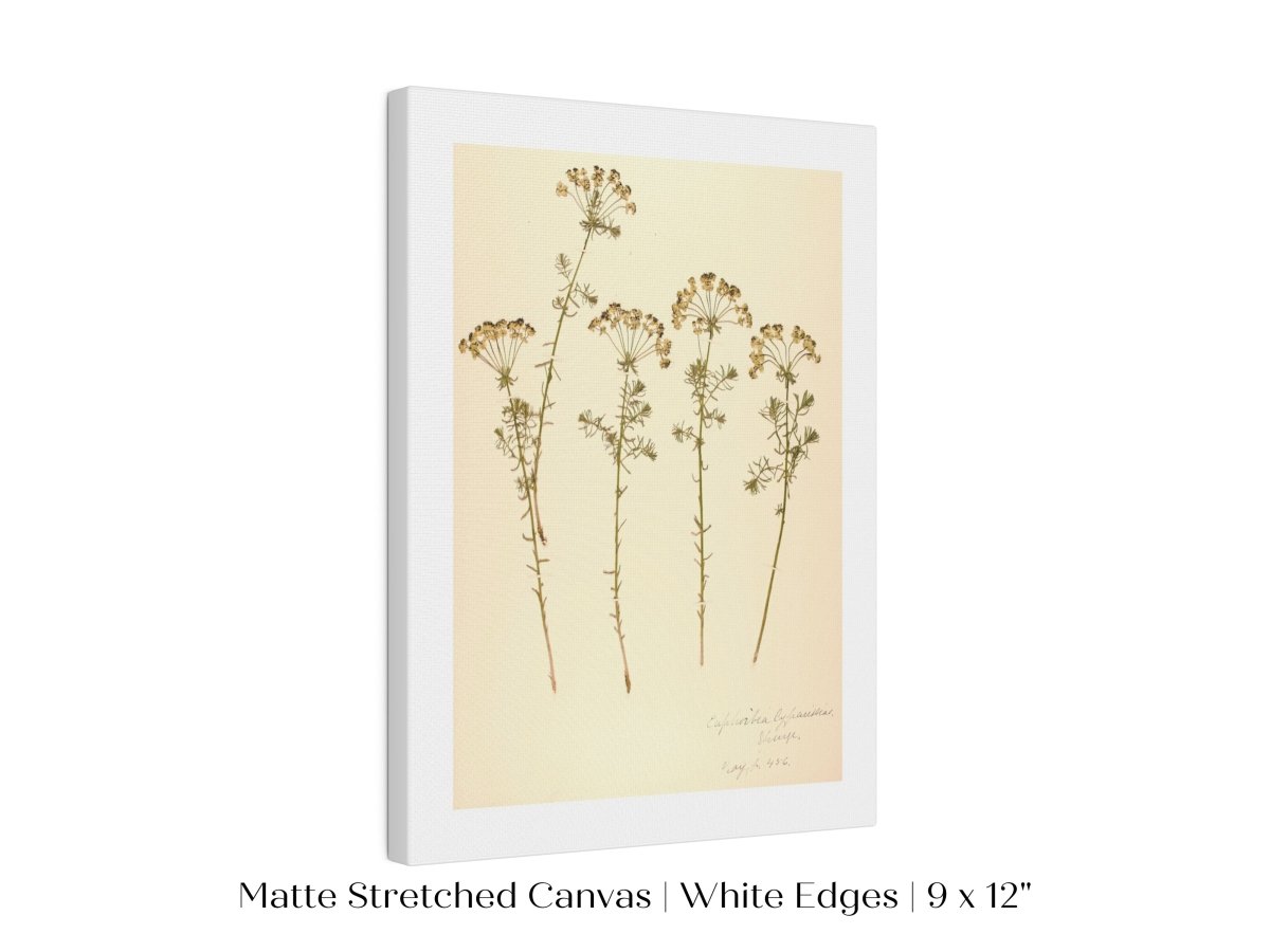 Pressed Flower Art Print | Euphorbia | P431 - Single Art Prints - Piccolo Fiore Prints