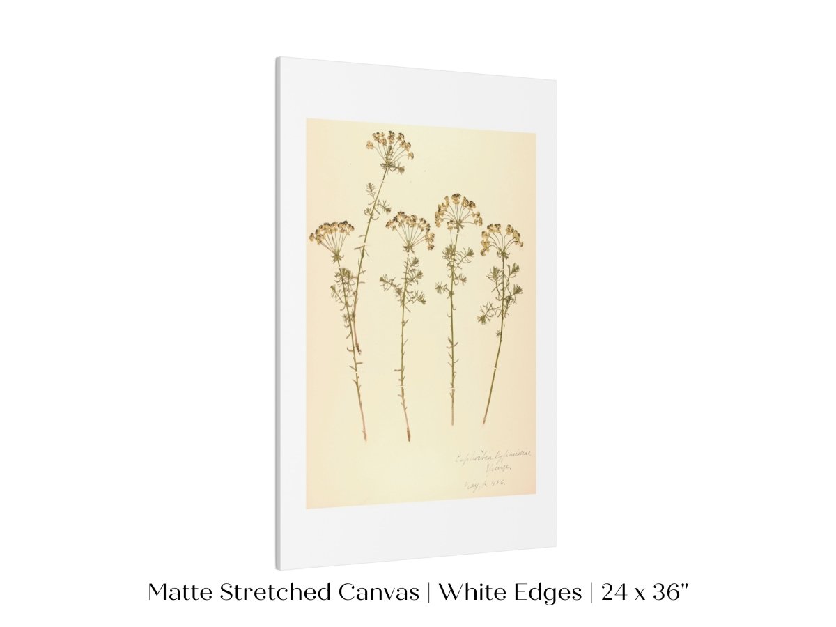 Pressed Flower Art Print | Euphorbia | P431 - Single Art Prints - Piccolo Fiore Prints