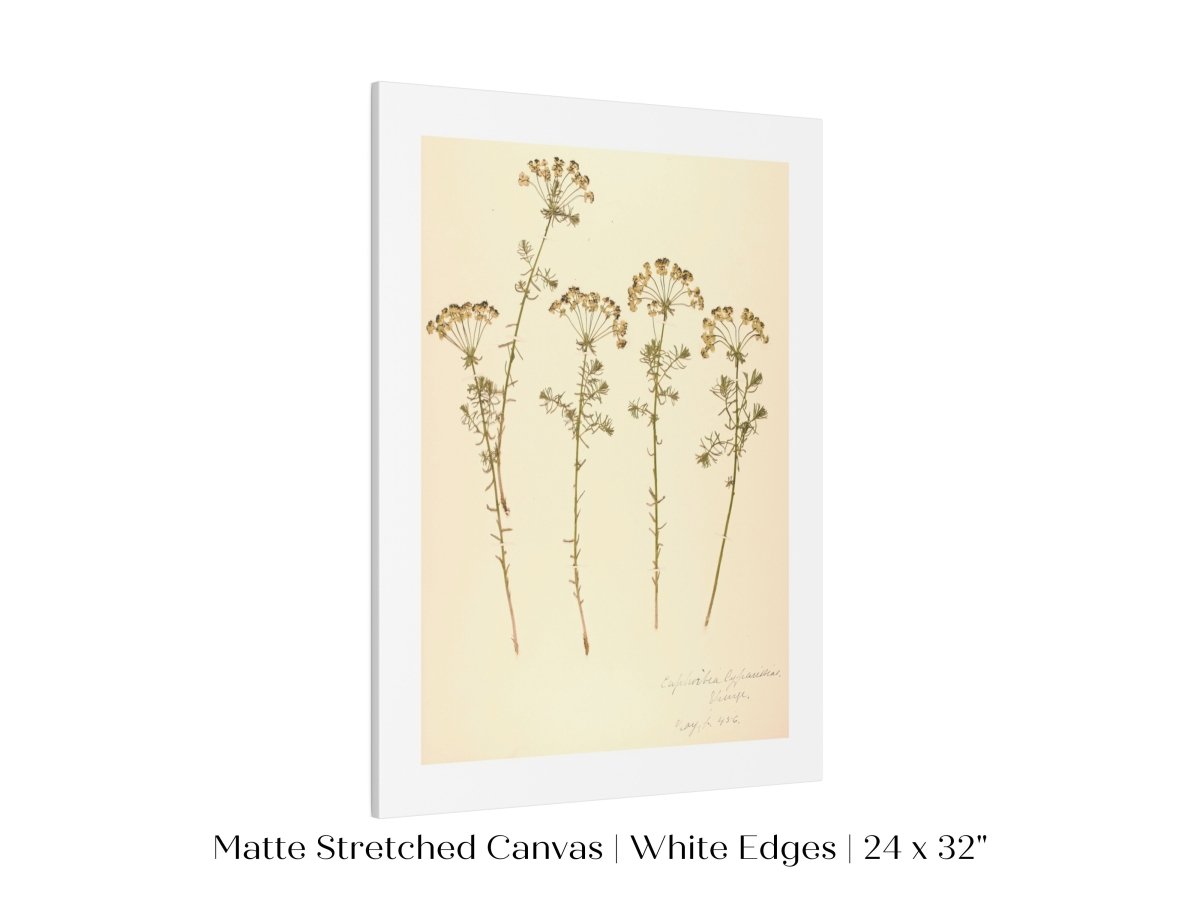 Pressed Flower Art Print | Euphorbia | P431 - Single Art Prints - Piccolo Fiore Prints
