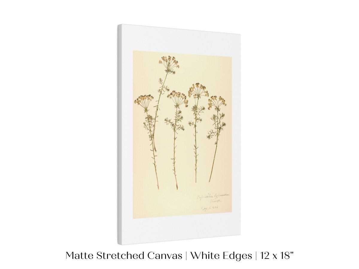 Pressed Flower Art Print | Euphorbia | P431 - Single Art Prints - Piccolo Fiore Prints