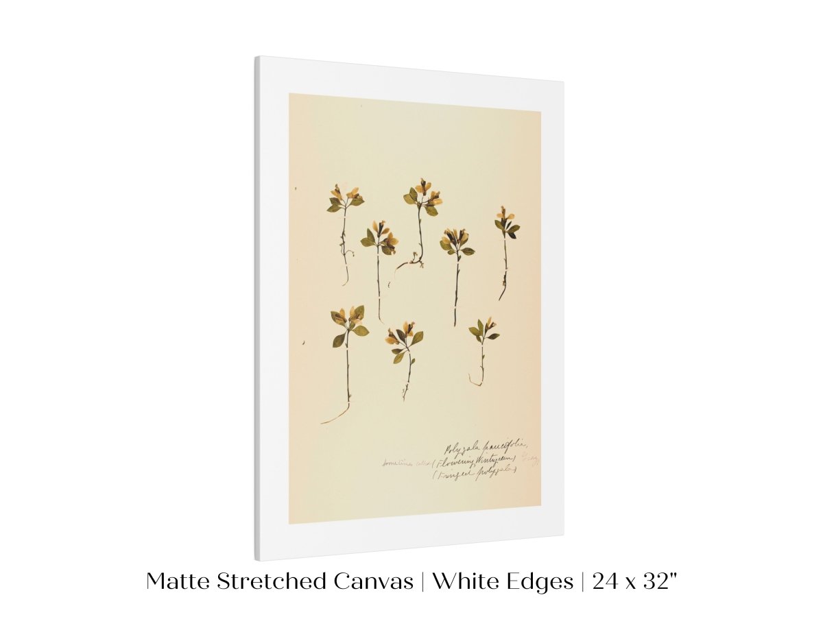 Pressed Flower Art Print | Milkwort | P433 - Single Art Prints - Piccolo Fiore Prints