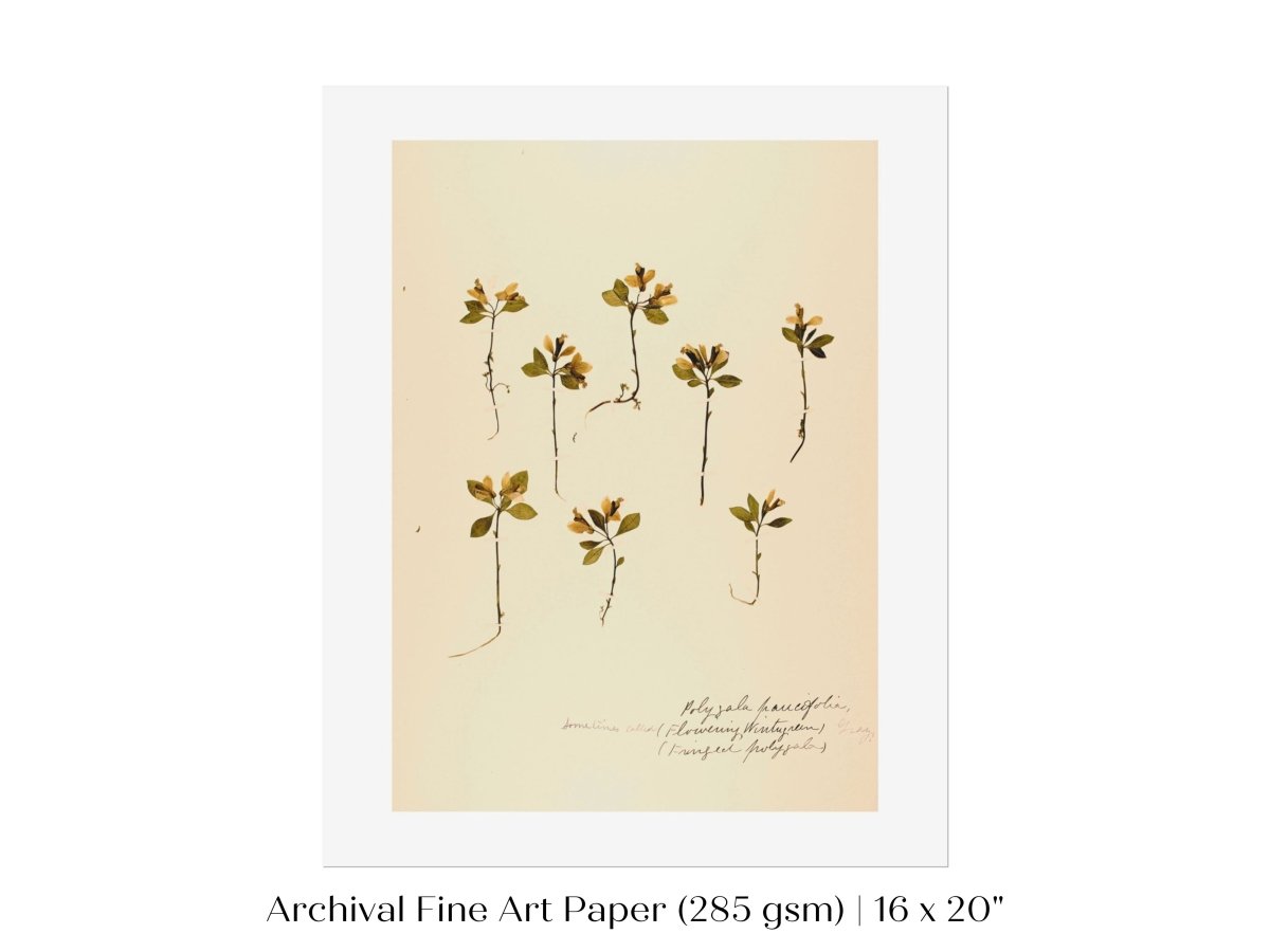 Pressed Flower Art Print | Milkwort | P433 - Single Art Prints - Piccolo Fiore Prints