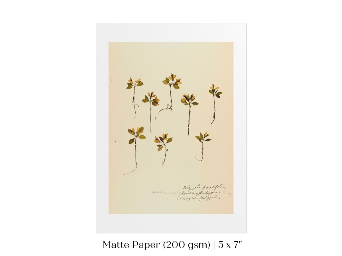 Pressed Flower Art Print | Milkwort | P433 - Single Art Prints - Piccolo Fiore Prints