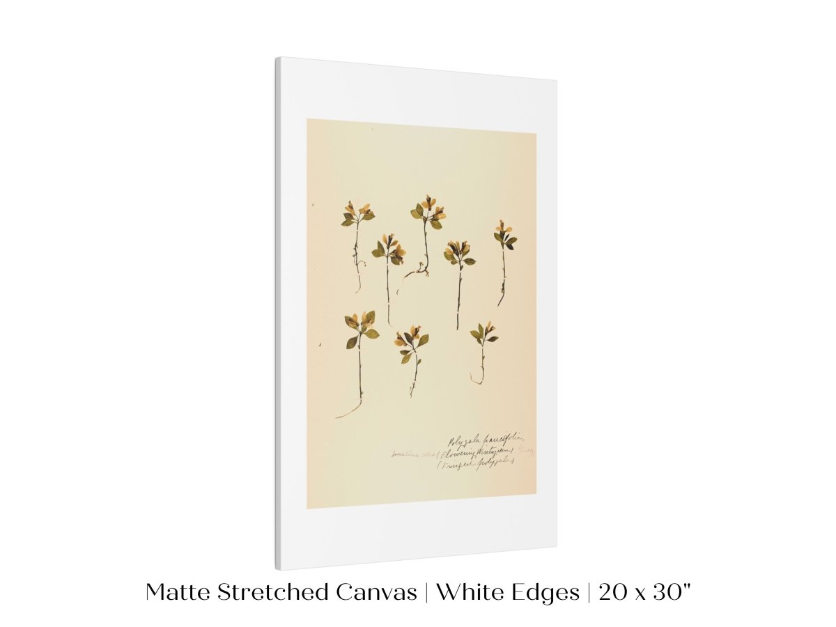 Pressed Flower Art Print | Milkwort | P433 - Single Art Prints - Piccolo Fiore Prints