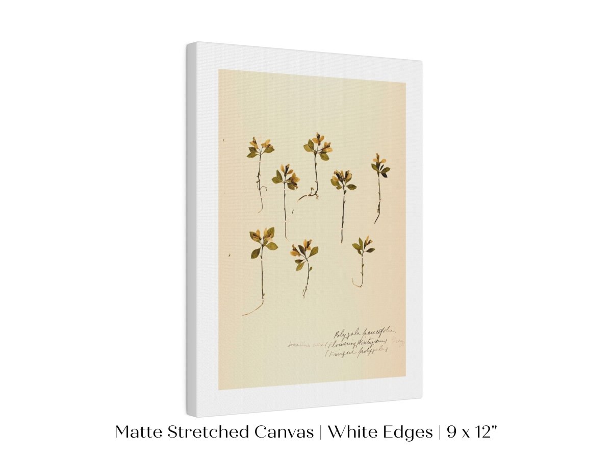 Pressed Flower Art Print | Milkwort | P433 - Single Art Prints - Piccolo Fiore Prints