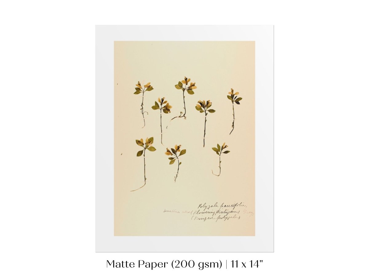 Pressed Flower Art Print | Milkwort | P433 - Single Art Prints - Piccolo Fiore Prints