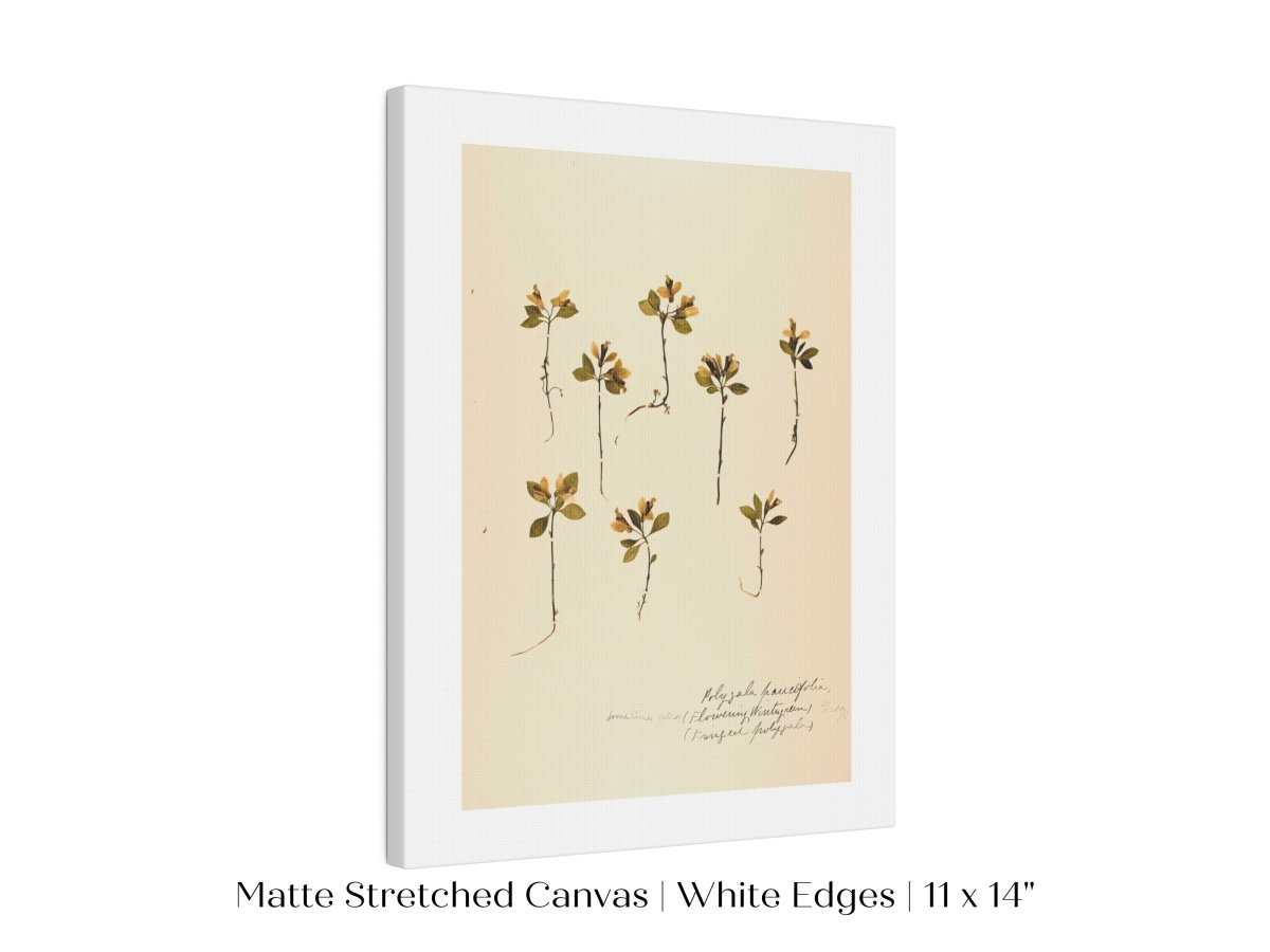 Pressed Flower Art Print | Milkwort | P433 - Single Art Prints - Piccolo Fiore Prints