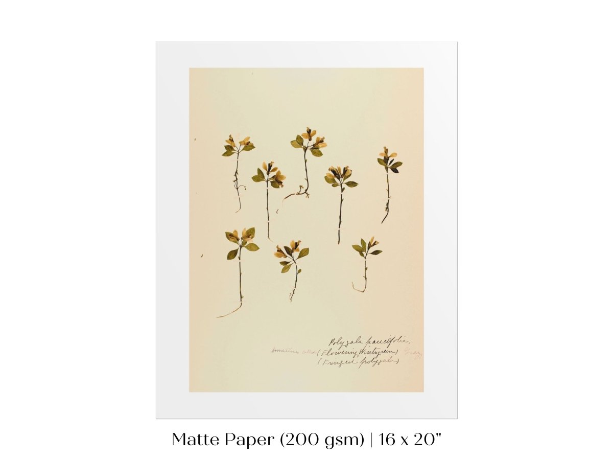 Pressed Flower Art Print | Milkwort | P433 - Single Art Prints - Piccolo Fiore Prints