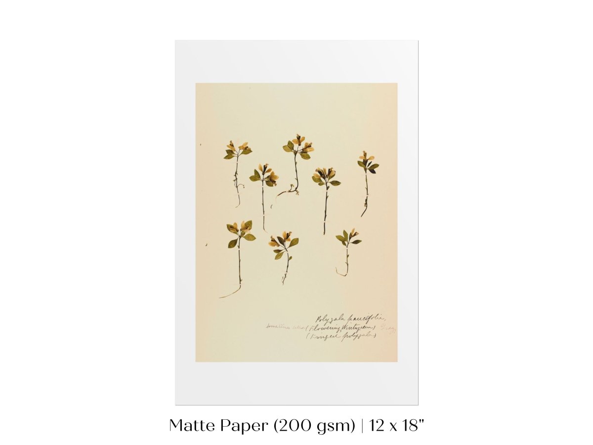 Pressed Flower Art Print | Milkwort | P433 - Single Art Prints - Piccolo Fiore Prints