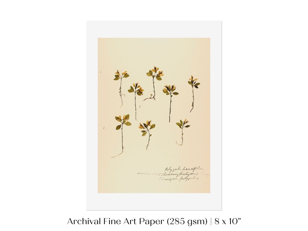 Pressed Flower Art Print | Milkwort | P433 - Single Art Prints - Piccolo Fiore Prints